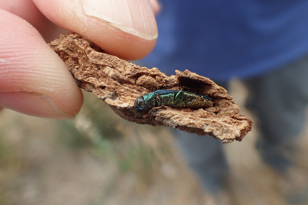 Emerald ash borer in the wood