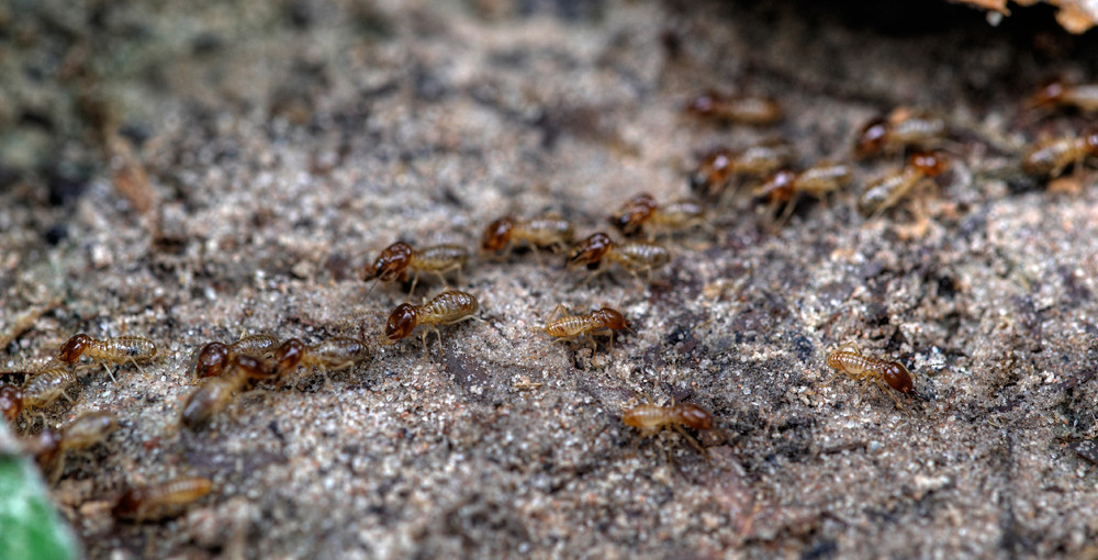 Termites walking through a rocky path