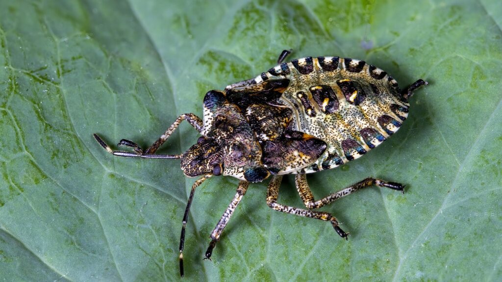 shield-bug, stink-bug, insect, smell, pest, smell, pest, pest, pest, pest, pest