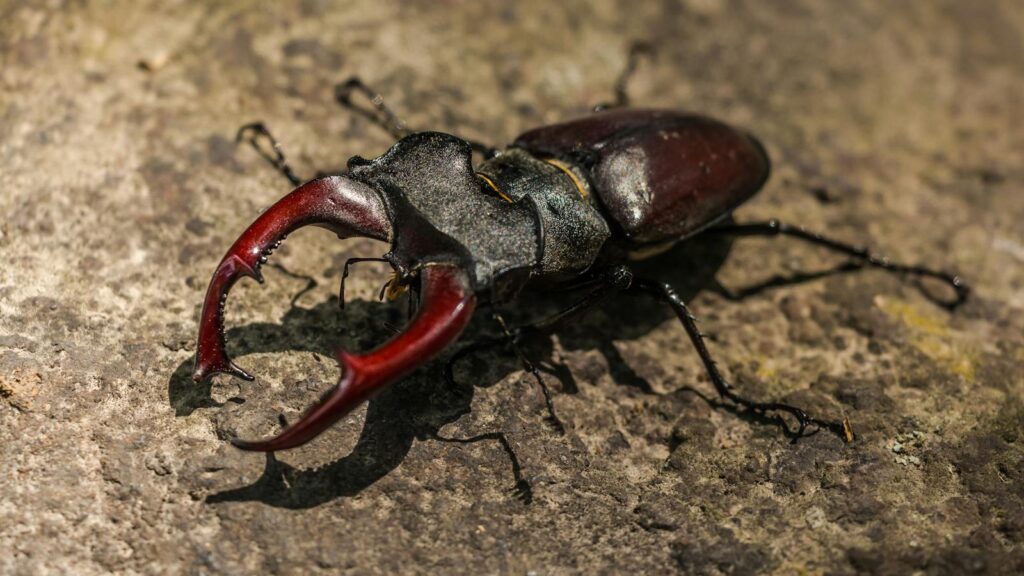 Detailed image of a Lucanus cervus beetle showcasing its mandibles on a rocky surface.