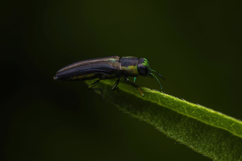 Emerald ash borer on the tip of the leaf