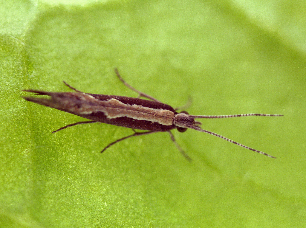 Diamondback moth adult on a leaf