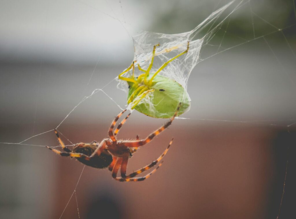 Closeup of hairy Araneus diadematus spider feeding on a green bug trapped in cobweb.