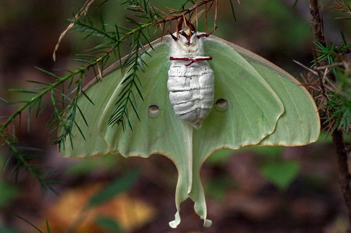 A Luna Moth (Actias luna)