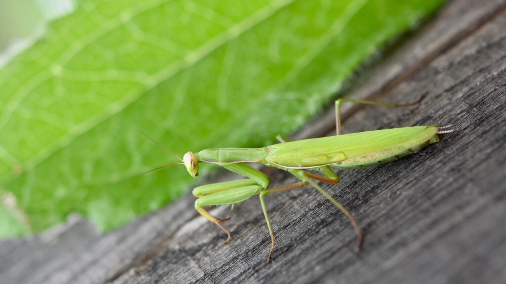 praying mantises, mantis, praying mantis, insects, green insect, nature, close up, the devil's horse, mantis, mantis, praying mantis, praying mantis, praying mantis, praying mantis, praying mantis
