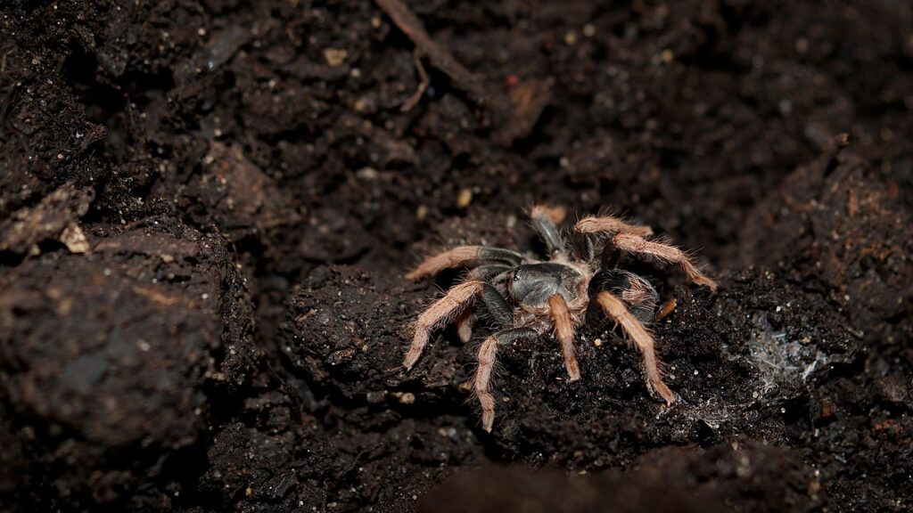 spider, tarantula, arachnophobia, arachnid, arachnology, arthropod, creepy, hairy, nature, insect, entomology, soil, ground, phobia, terrarium