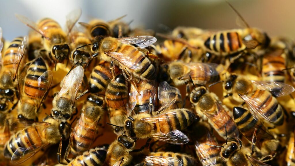 Detailed macro shot of honey bees swarming on a vibrant honeycomb.