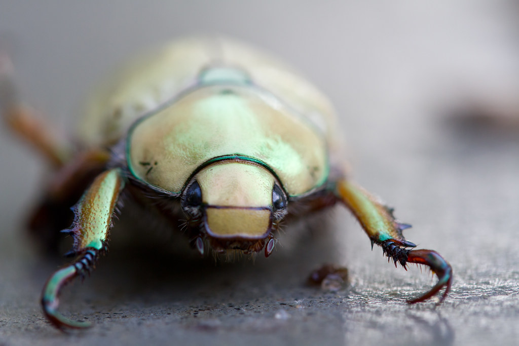 Scarab beetle close-up
