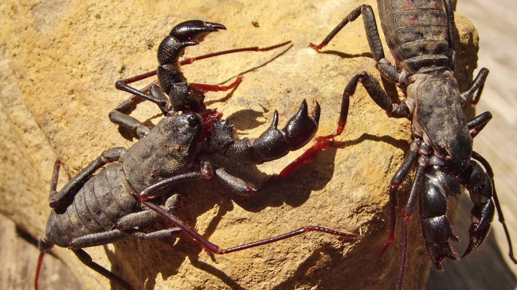 insect, vinegaroon, creepy, vinegaroon, vinegaroon, vinegaroon, vinegaroon, vinegaroon