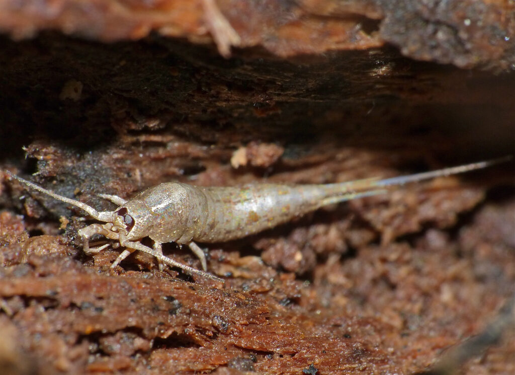 Southern Bristletail (Dilta hibernica)