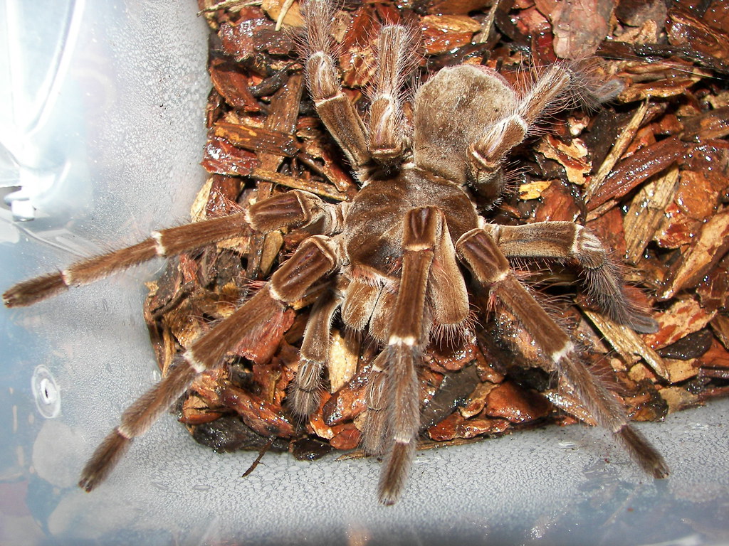 Theraphosa blondi in a terrarium