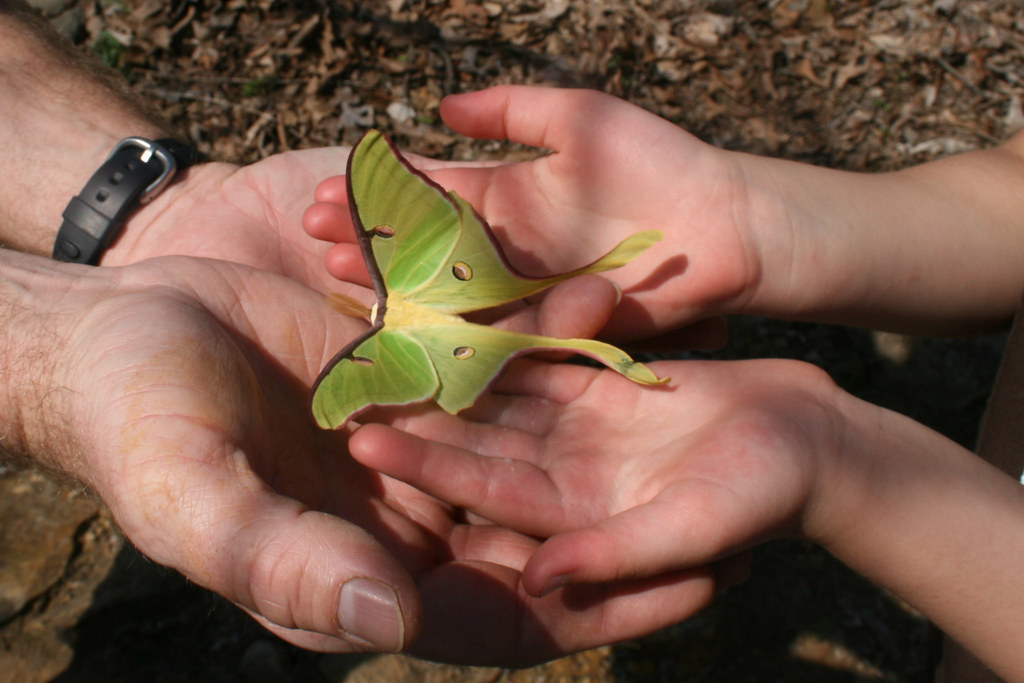 A luna moth resting on human hands