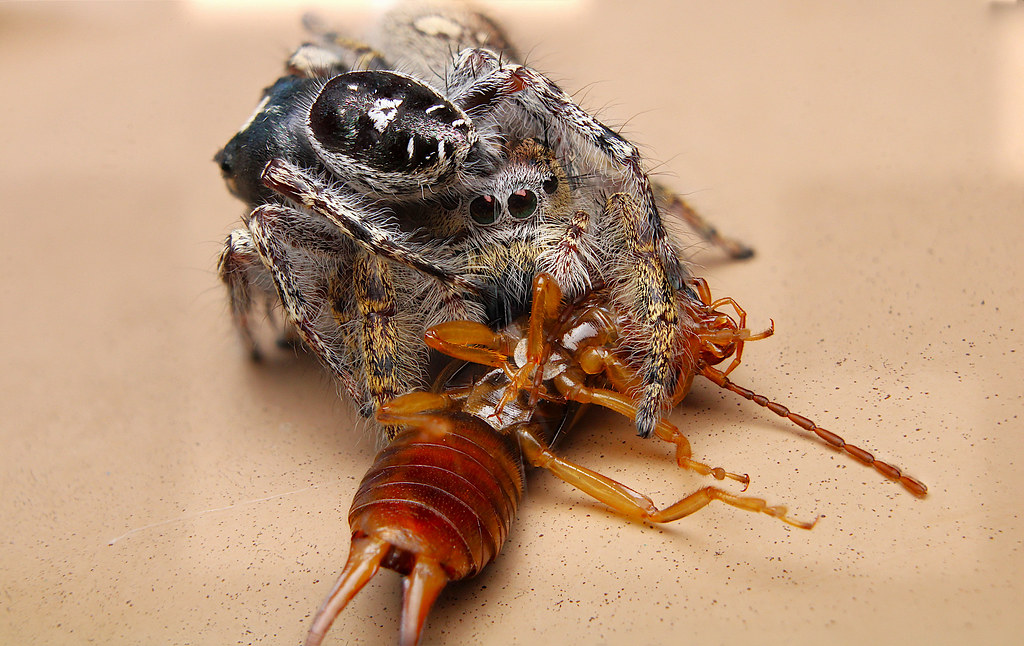 Phidippus putnami (Putnam's jumping spider) - mating