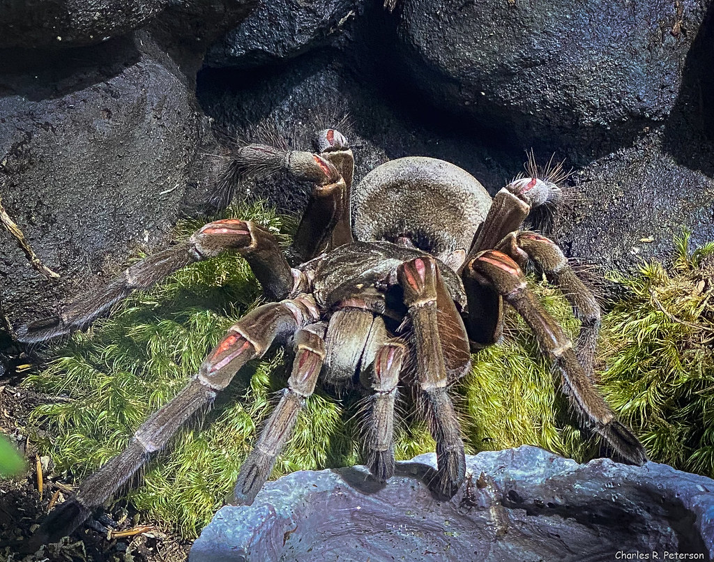 Large tarantula spider standing on grass besides some rocks