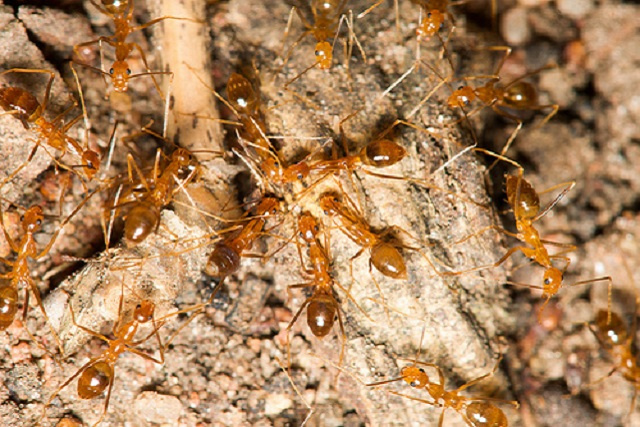 Yellow crazy ants