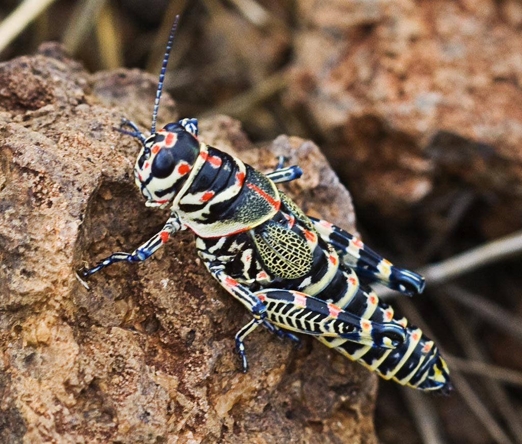 A Painted Grasshopper on a sedimentary rock