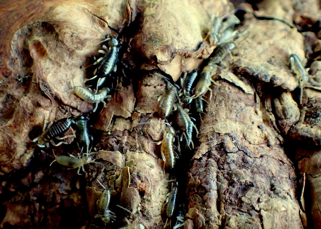 Earwig and nymphs