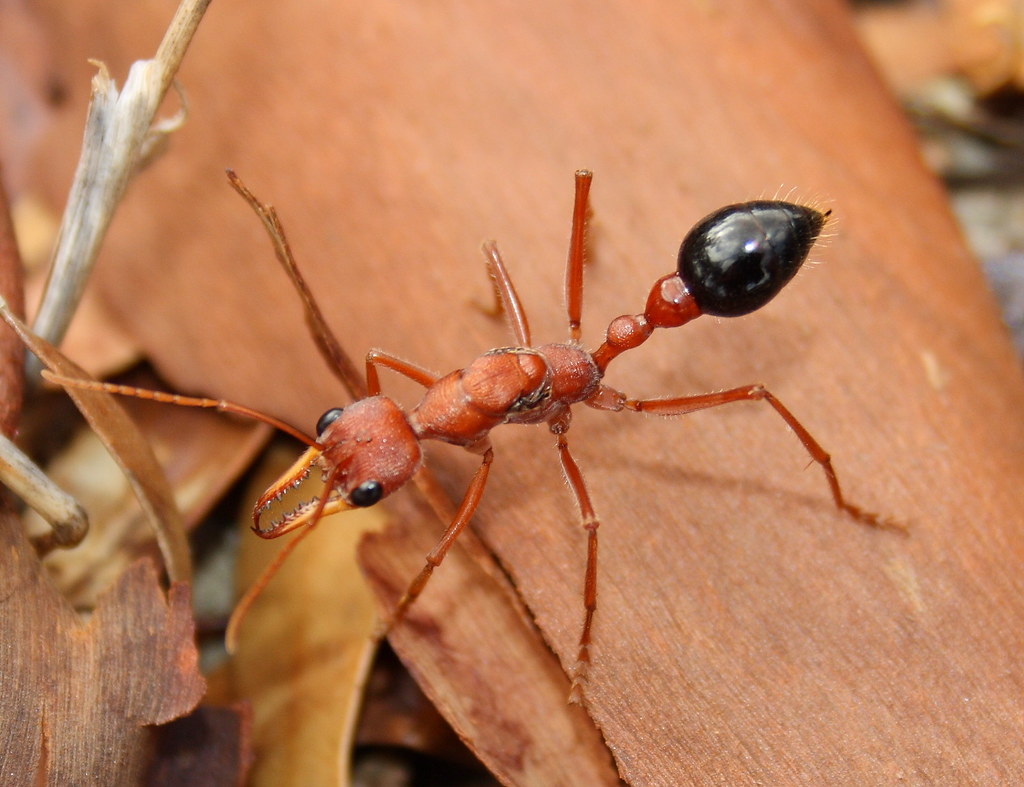 The Bulldog Ant (Myrmecia spp)