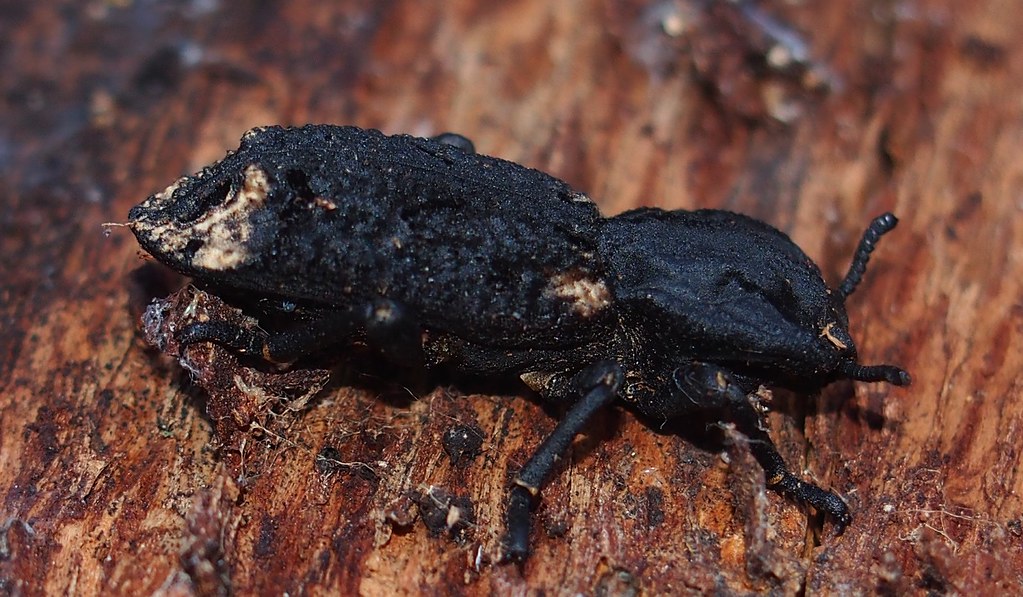 Ironclad beetle on a wood (image credits: flickr)