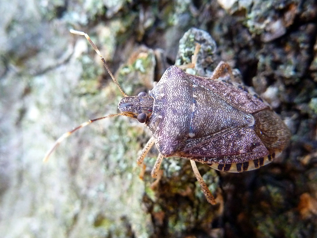  brown marmorated stink bug on a tree bark