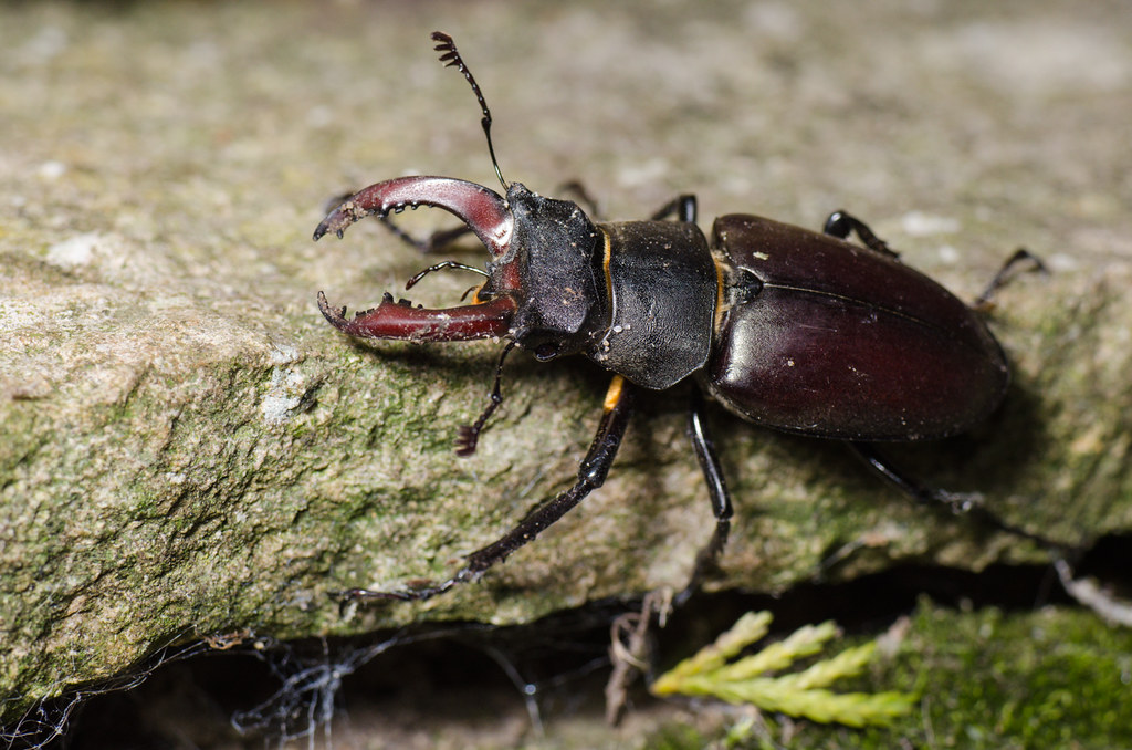 A stag beetle on a stone