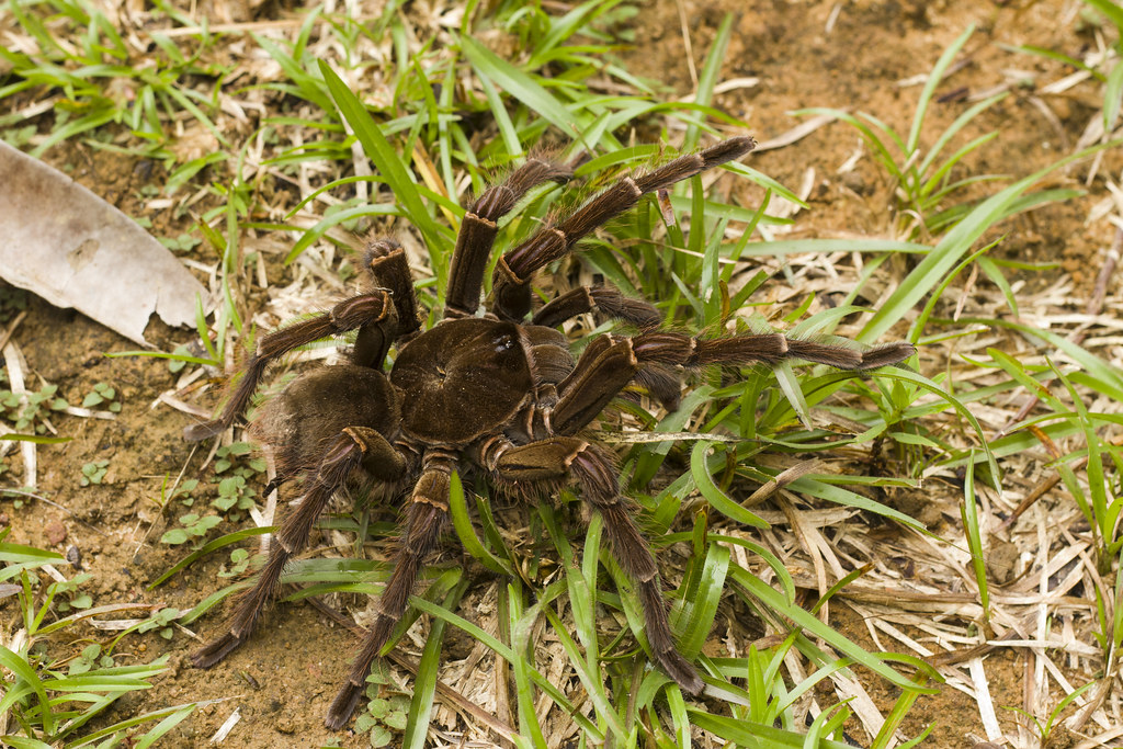 The Goliath birdeater (Theraphosa blondi)