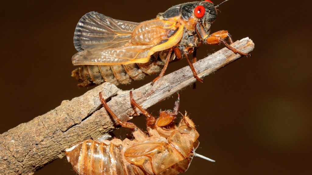 a couple of bugs sitting on top of a wooden stick