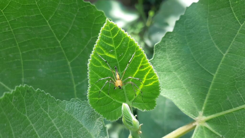 a green leaf with a bug on it