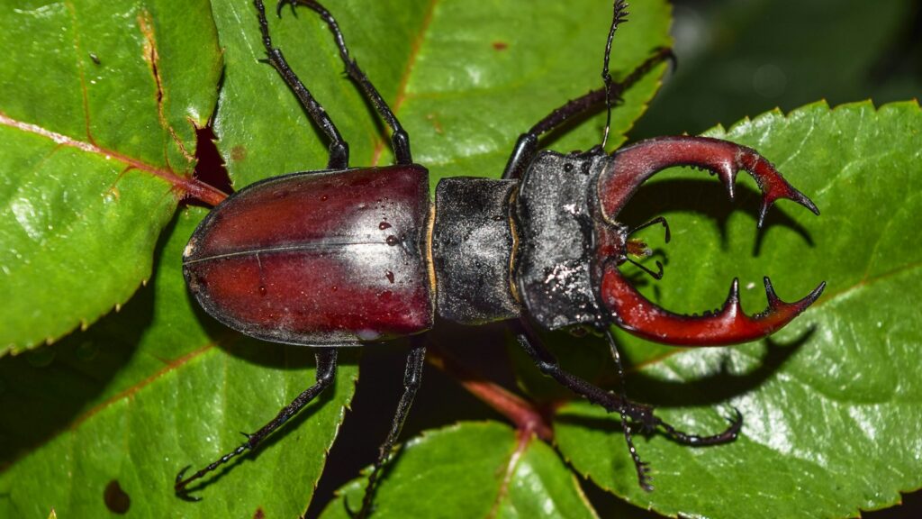 brown beetle on green leaf