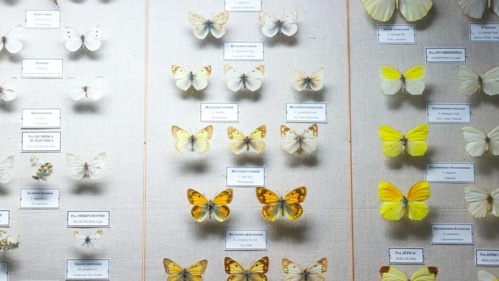 A collection of pinned butterflies arranged systematically in a natural history display.