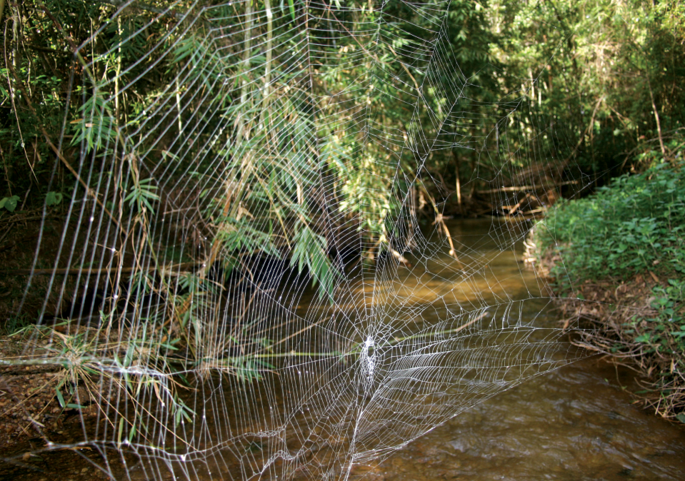 Darwin's bark spider (Caerostris darwini) and its large web