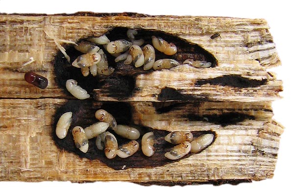 Ambrosia beetle adult and larvae