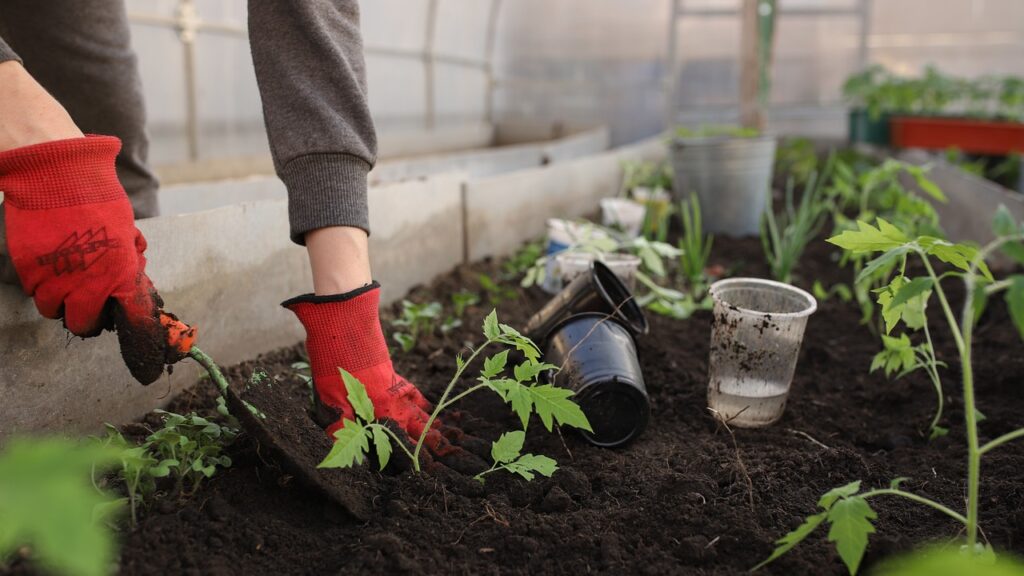 greenhouse, planting, spring, beds, woman, girl, flower wallpaper, seedlings, tomatoes, plants, flower background, peppers, pots, earth, black soil, nature, beautiful flowers, garden, vegetable garden, shovel, flowers, vegetables, fruits, home, young, boring