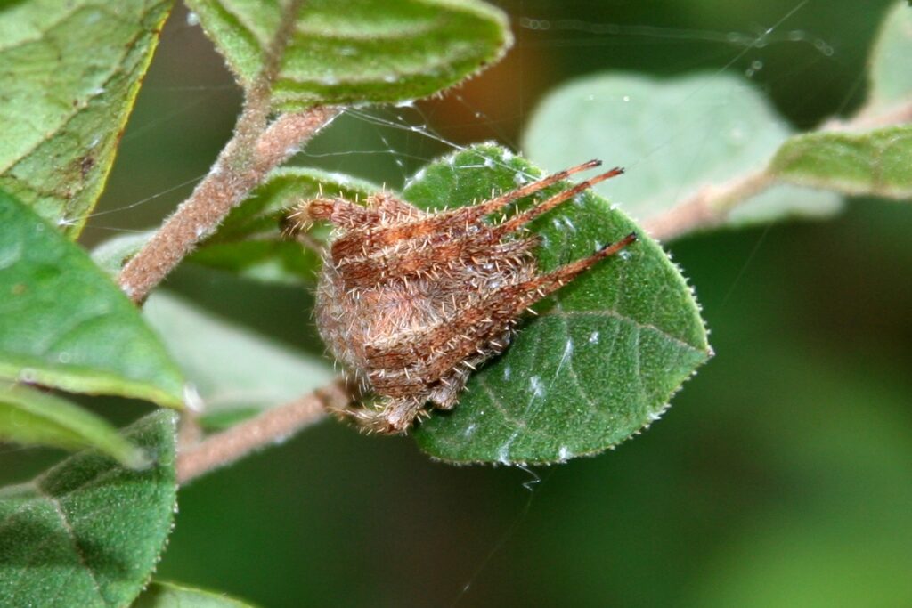 A spider on a leaf, during it's overwintering period.