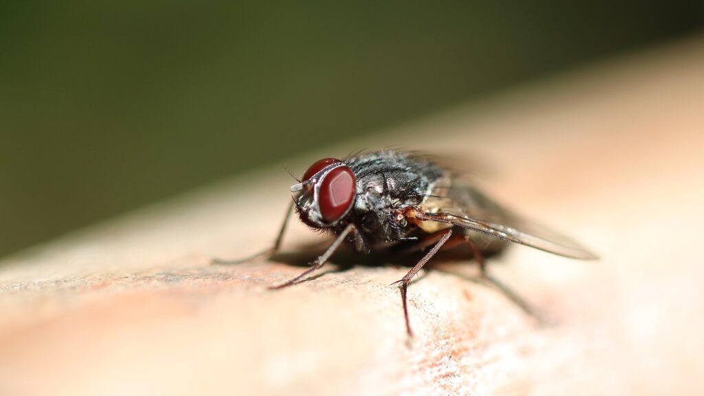 fly, insect, housefly, nature, wings, compound eyes, animal