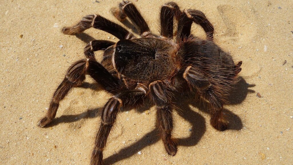 tarantula, spider, brazilian parahybana, haired, nature, insect, arachnophobia, theraphosinae, gruesome, animal, fear, danger
