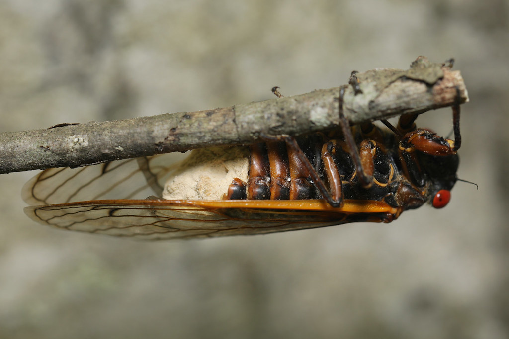A cicada infected by the fungus Massospora, causing them to lose parts of their abdomen and wings and become hypersexual, spreading the infection through mating.