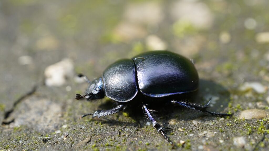 geotrupidae, dung beetle, beetle, insect, nature, animal, bug, coleoptera, fauna, animal world, close up, dung beetle, dung beetle, dung beetle, dung beetle, dung beetle