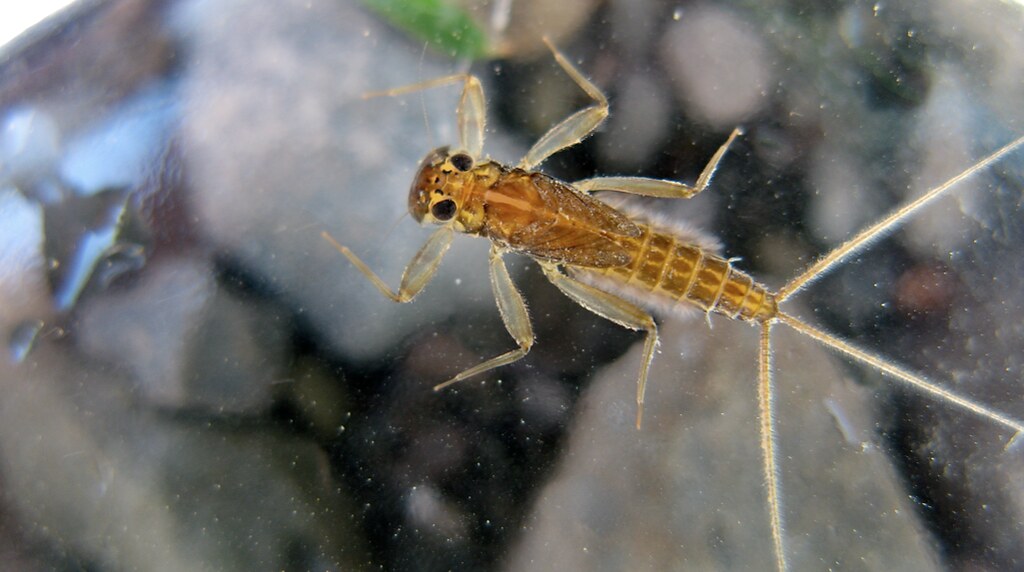 Mayfly nymph (rhithrogena sp.)