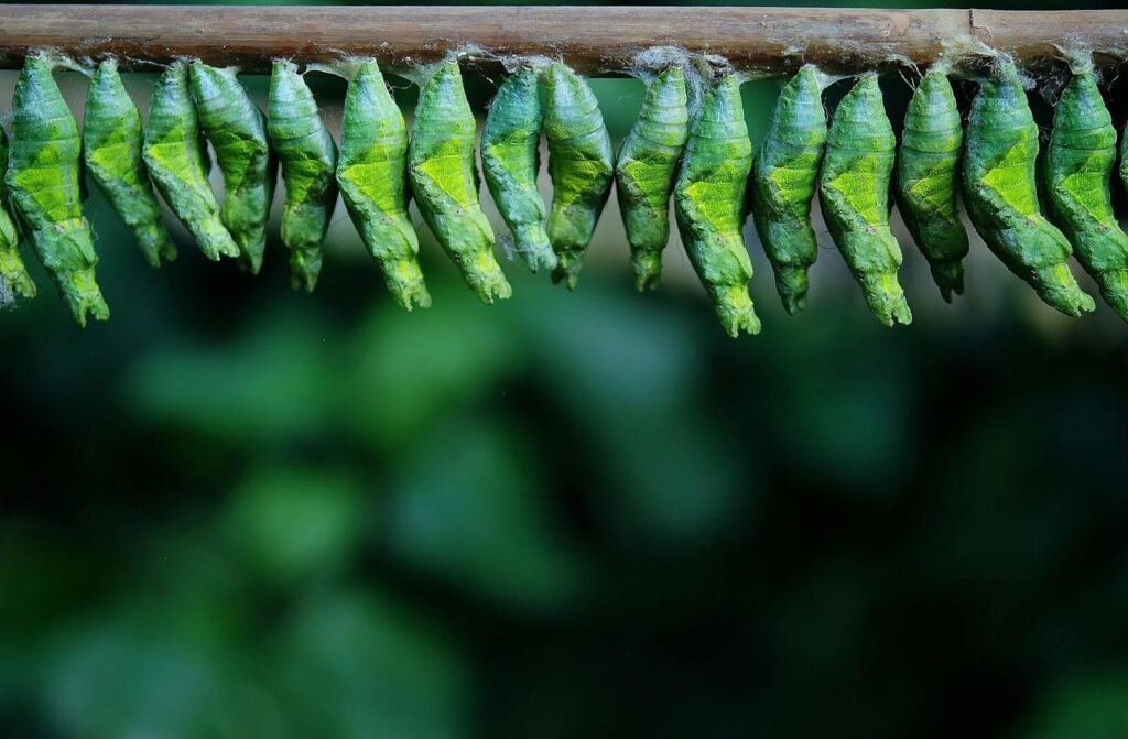 Macro shot of vibrant green cocoons hanging in a row on a branch.