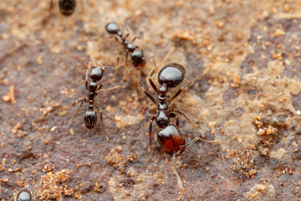 Brown ant on brown sand during daytime