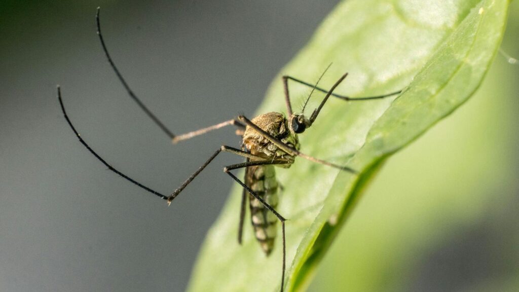 Macro shot of a mosquito perched on a green leaf, showcasing its detail.