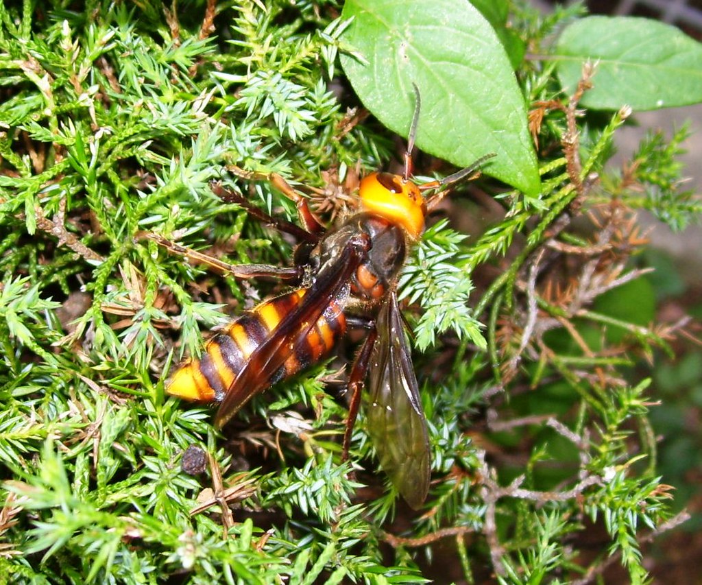 An  Asian giant hornet on a plant