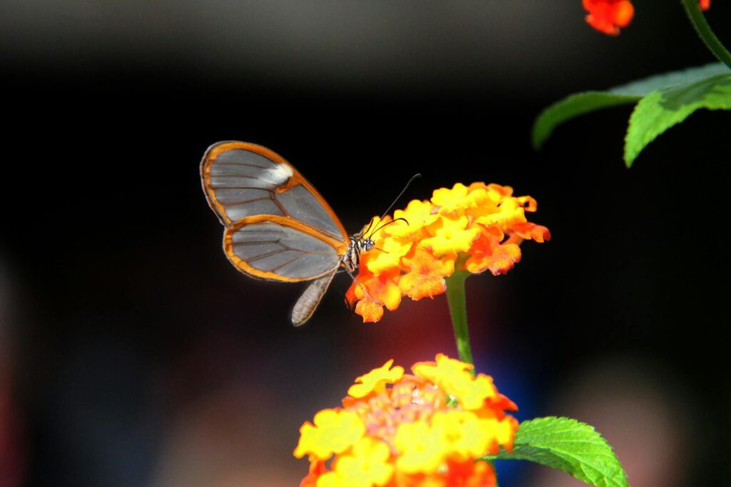 Close-up of a glasswing butterfly feeding on a bright orange lantana flower in a garden.