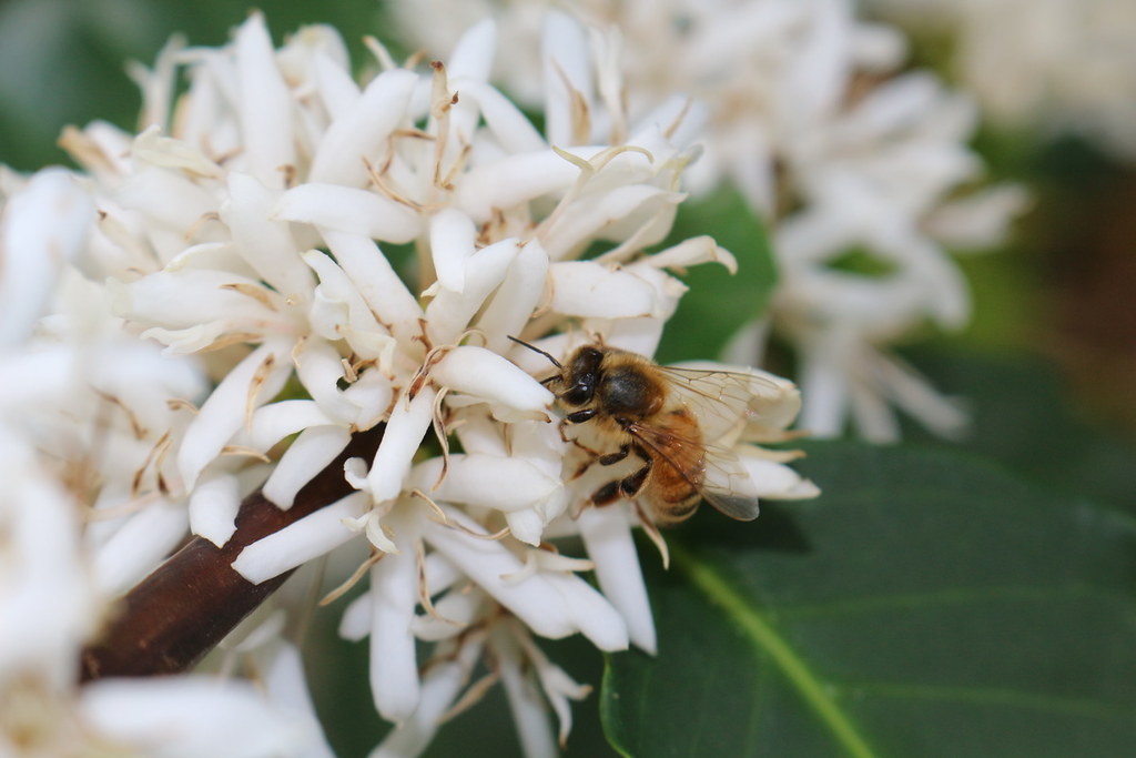 A bee visiting white flowers