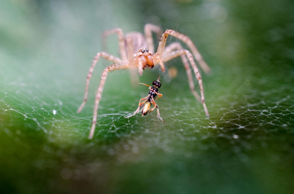 Close-up macro image of a spider capturing a fly on an intricate web outdoors.