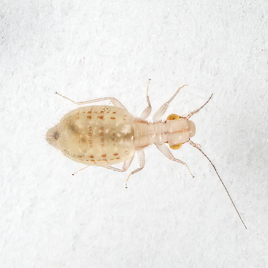 Large Pale Booklouse: Trogium pulsatorium