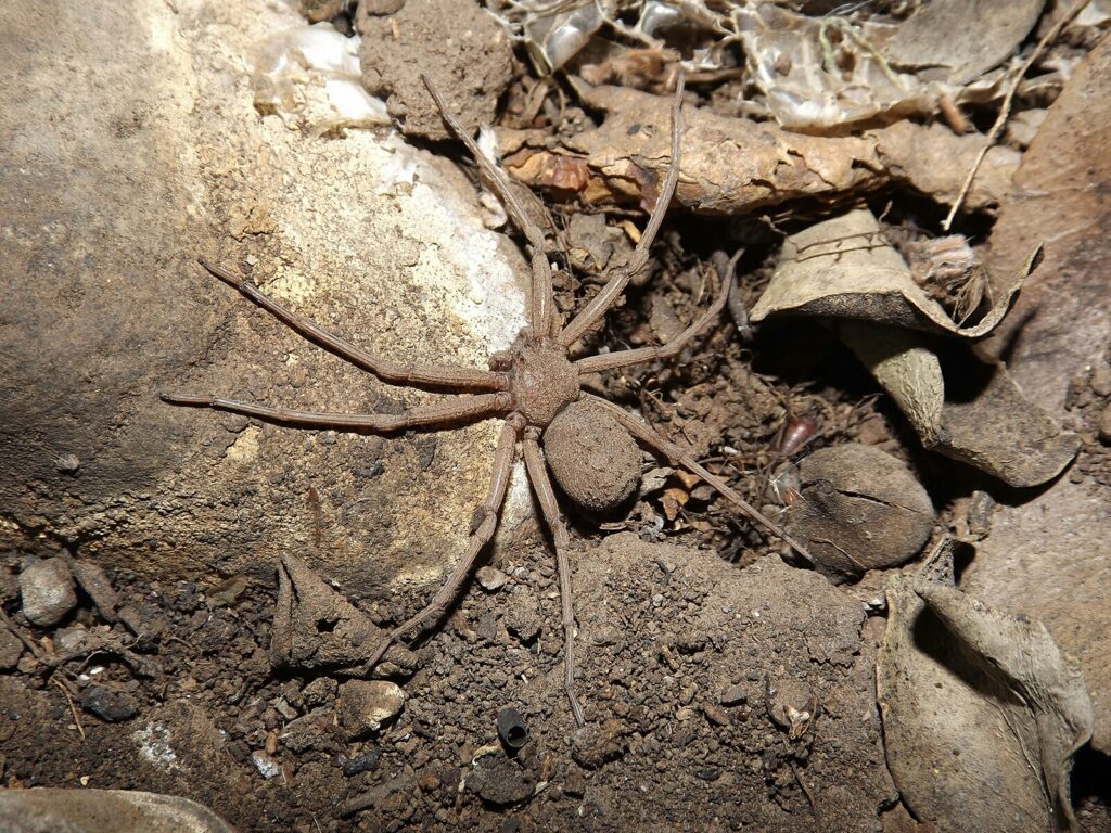A brown spider on a sandy ground surface.