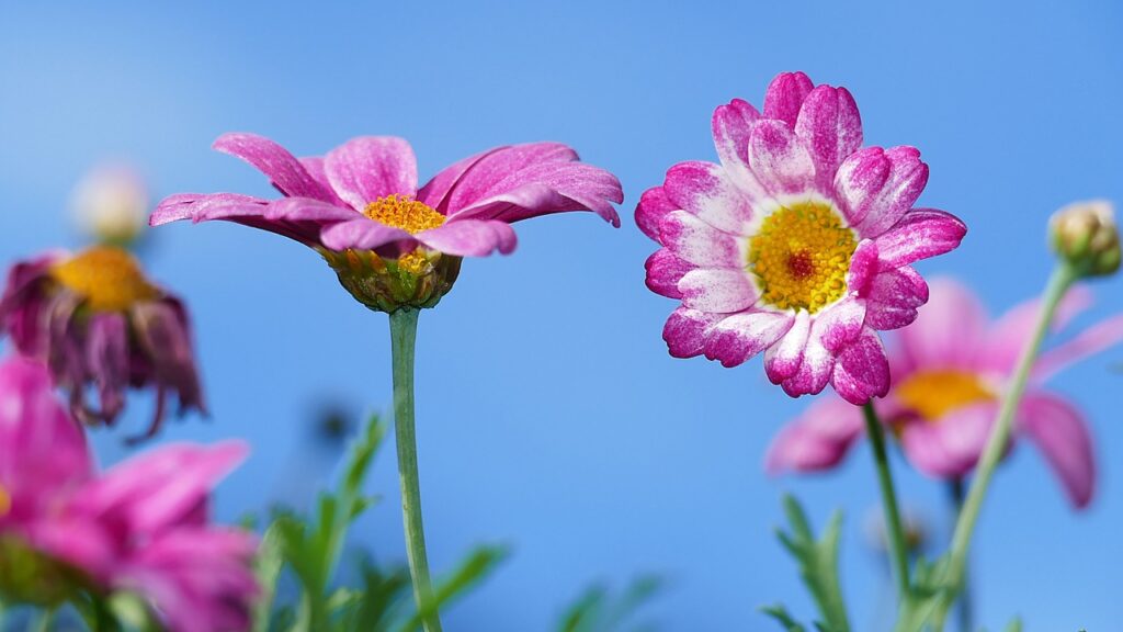 nature, pink flowers, garden, blossoms, wildflowers, nature, garden, garden, garden, wildflowers, wildflowers, wildflowers, wildflowers, wildflowers