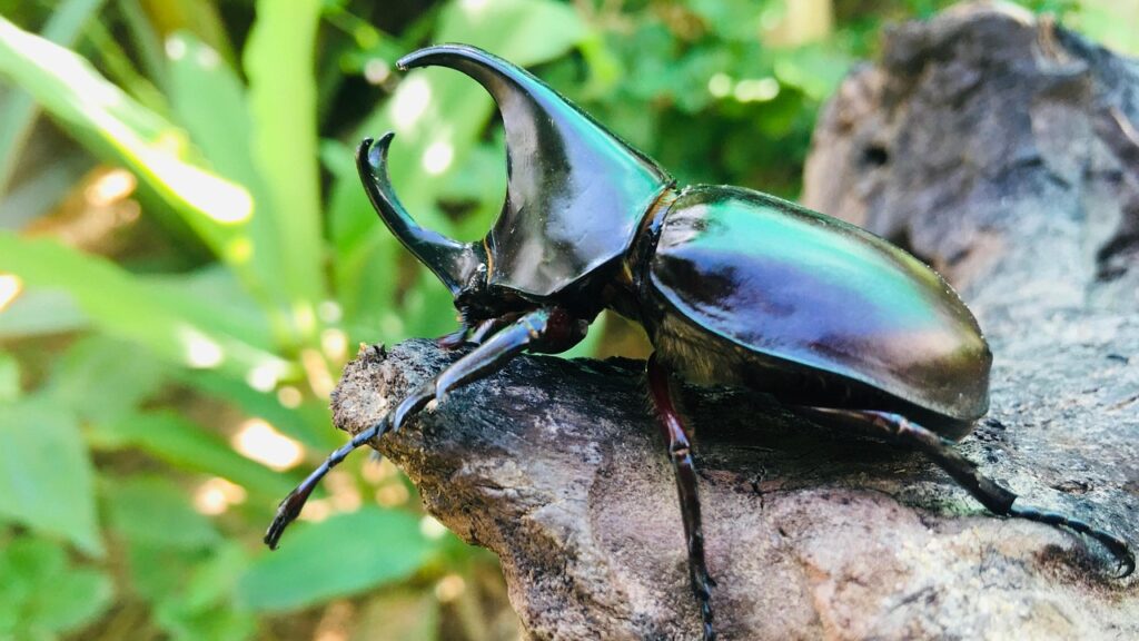 brown rhinoceros beetle, beetle, insect, xylotrupes gideon, scarab beetle, coleoptera, nature, closeup, beetle, xylotrupes gideon, scarab beetle, coleoptera, coleoptera, coleoptera, coleoptera, coleoptera